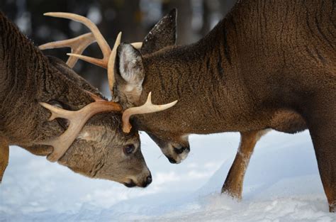 Why Do Whitetail Bucks Shed Their Antlers Mossy Oak Gamekeeper