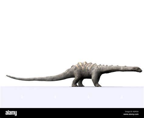 El Diplodocus O Brontosaurus Uno De La Familia De Dinosaurios Saurópodos Ilustración 3d Silueta