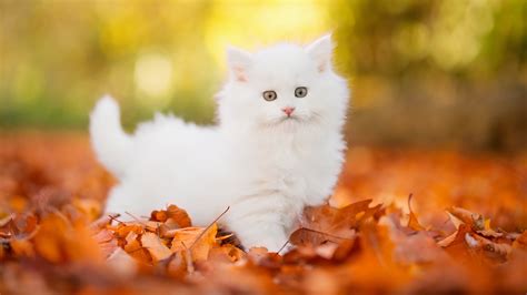 Download Kitten Animal Cat 4k Ultra Hd Wallpaper