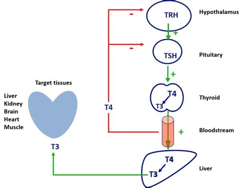 Conversion of T4 to T3 Thyroid Hormone – lifestyleCHOICE