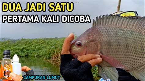 Campuran Lumut Untuk Mancing Ikan Nila Umpan Jitu Youtube