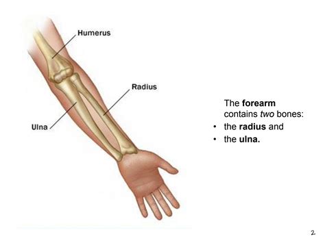 Solution Joints Of The Upper Limb Elbow And Wrist Joint Studypool