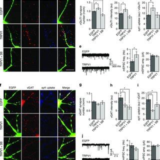 Trpv Promotes Excitatory Innervation Of Olm Neurons A Quadruple