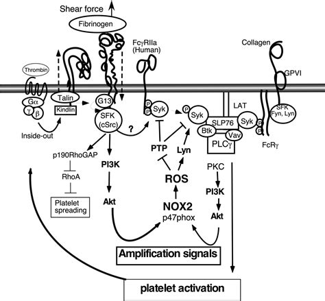 Shear And Integrin Outside In Signaling Activate Nadph Oxidase To