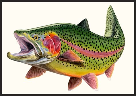 Tim Johnson Gallery Fly Fishing Artwork Fish Painting Trout Artwork