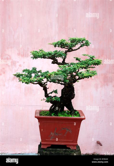 Bonsai Tree Hue Vietnam Asia Stock Photo Alamy