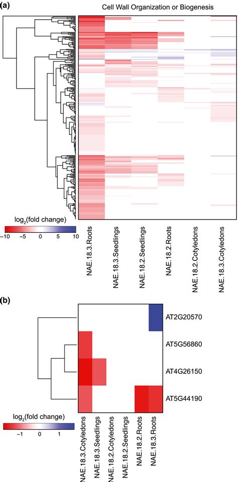 Heat Maps Indicating Transcript Abundance Changes In Cell Wall Genes