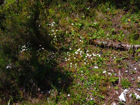 Alpen Fettkraut Pinguicula Alpina Lungau