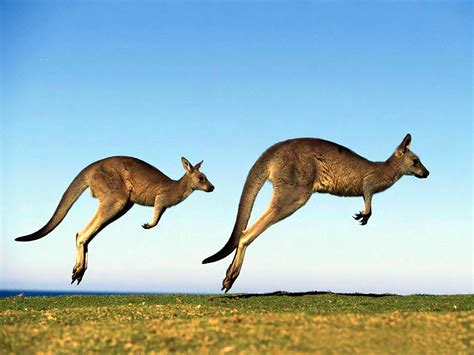 Fun Facts About Kangaroos World S Facts