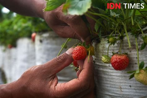 Elektrifikasi Pln Untuk Pertanian Strawberry Lereng Merbabu