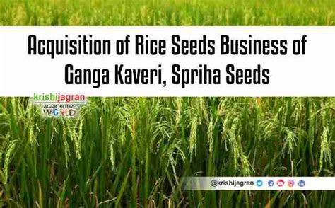 Savannah Seeds Acquires Rice Seed Assets Of Ganga Kaveri Spriha Seeds