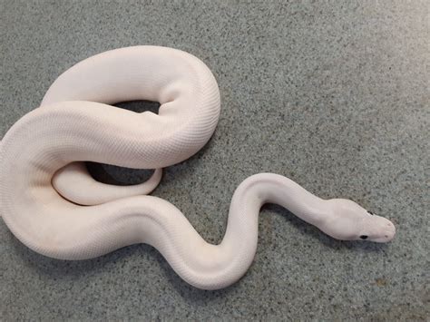 Superfire Ball Python (Adult male) - Nature Box Pet Emporium