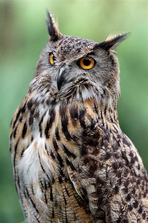 Eurasian Eagle Owl On Alert Photograph By Wes And Dotty Weber