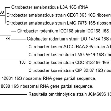 Maximum Likelihood Phylogenetic Tree Of C Amalonaticus L A S Rrna