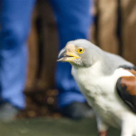 Cómo se adaptan las águilas pescadoras africanas a diferentes hábitats