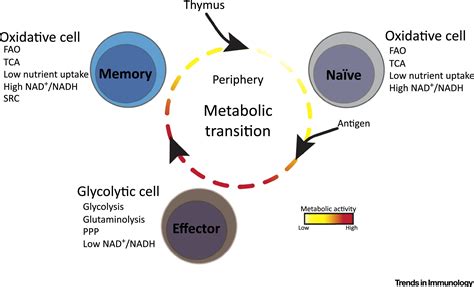 Reactive Oxygen Species Involvement In T Cell Signaling And Metabolism