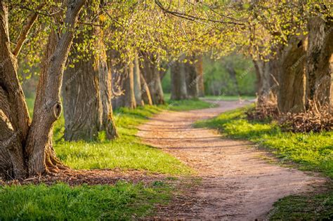 Premium Photo Walkway Lane Path With Green Trees In Forest Beautiful