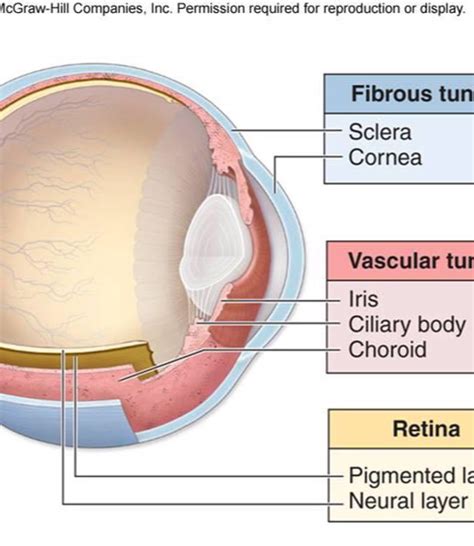 Sclera Flashcards | Memorang