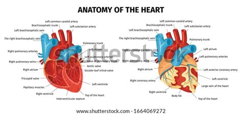 Colored Healthy Unhealthy Heart Labeled Parts