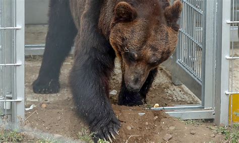 Ussuri Brown Bear