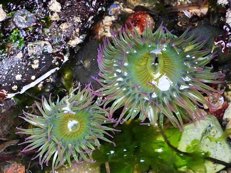 Aggregating Anemone Project Noah