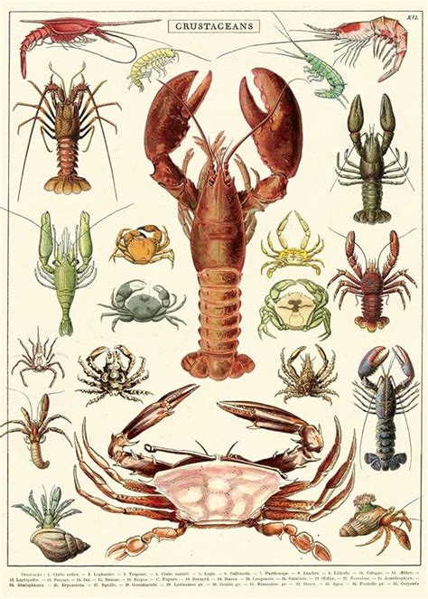 Amazon Cavallini Decorative Paper Crustaceans X Sheet