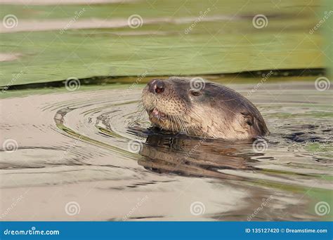 Sea Otter swimming stock photo. Image of tuckerton, morning - 135127420