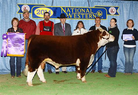 J Cross Miniature Herefords :: Miniature Herefords in Washington