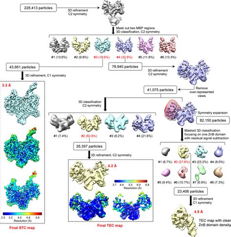 Single Particle Cryo EM Analysis Of Transib In Complex With TIR