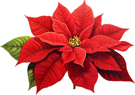 Ai Generated Christmas Poinsettia Flower Png 35063155 Png