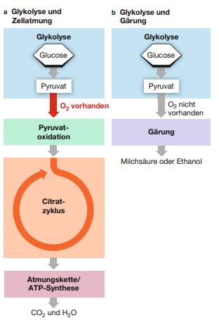 Zellatmung Karteikarten Quizlet