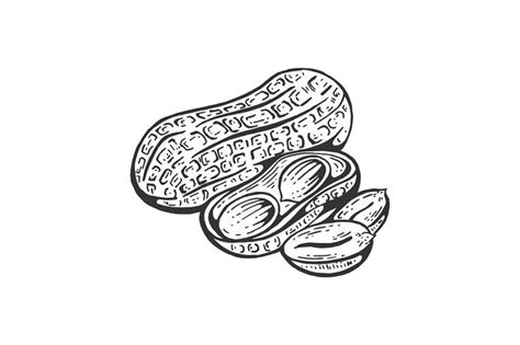 Peanut Sketch Engraving Vector Black And White Sketches Sketches