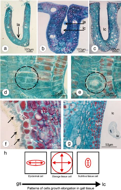 Morphogenesis Of Copaifera Langsdorffii Midrib Gall Cross Sections