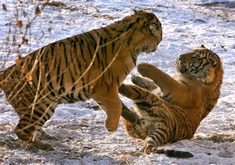 These two Siberian tigers played at the largest Siberian tigers park | Let It Snow! These Pics ...