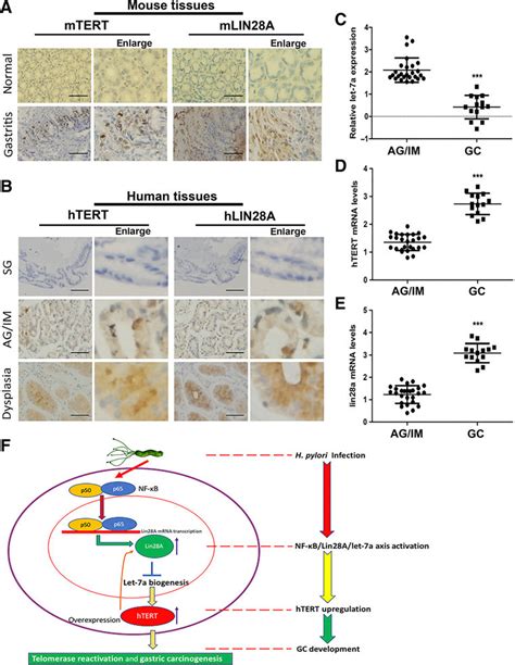 Confirmation Of Positive Correlation Between Htert And Lin28a And