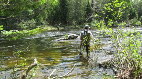 Best Spring Trout Flies Northwoods Sporting Journal