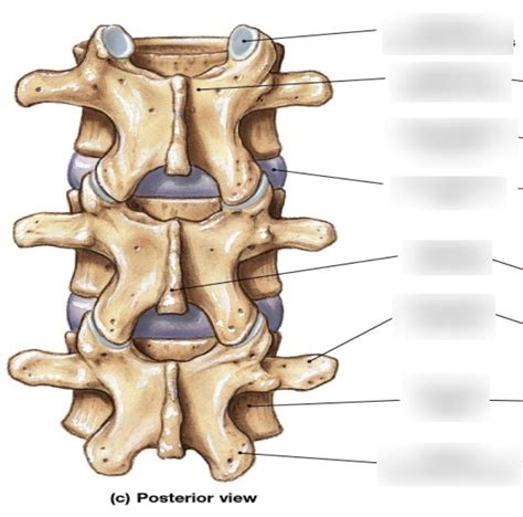 Lumbar Vertebra Posterior View Diagram Quizlet