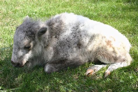 'Extremely rare' white buffalo calf born - and tribe believes it's a ...