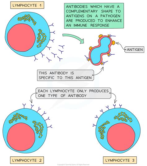 Human Defence Systems Aqa Gcse Biology Revision Notes