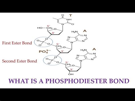 Phosphodiester Bond Diagram