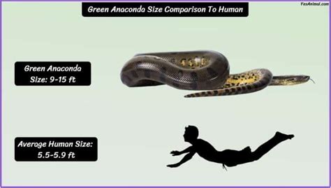 Green Anaconda Size: How Big Are They Compared To Others?