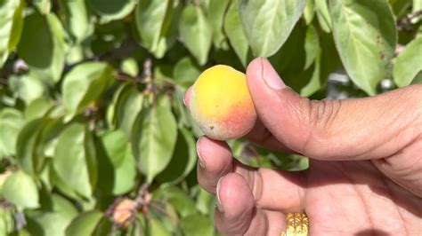 What Do Peaches Look Like When They Start To Grow Peach Fruit Tree Overview Youtube