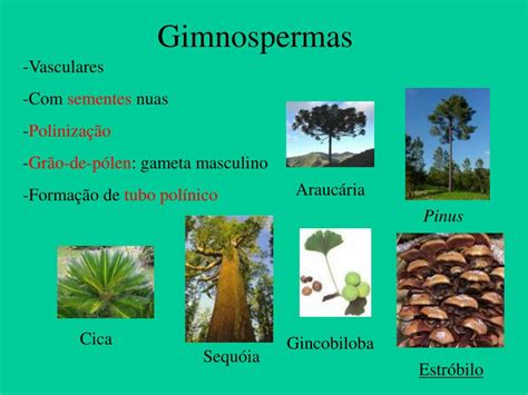 Ppt Reino Vegetal Briófitas Pteridófitas Gimnospermas E Angiospermas Powerpoint Presentation