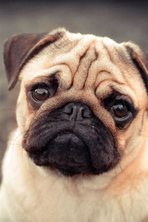 Portrait Of Beautiful Male Pug Puppy Dog Siting In Front Of The Grass