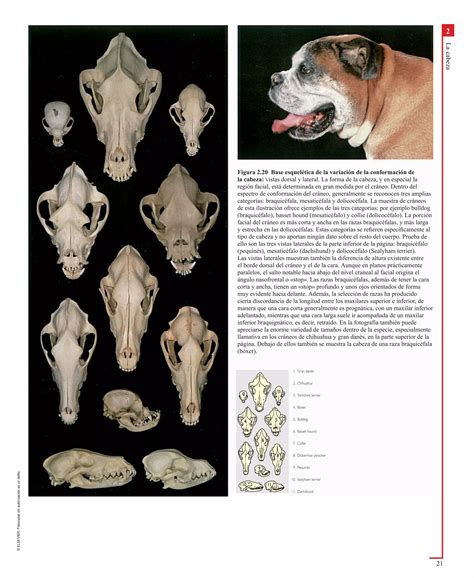 Atlas En Color De Anatomia Veterinaria El Perro Y Del Gato