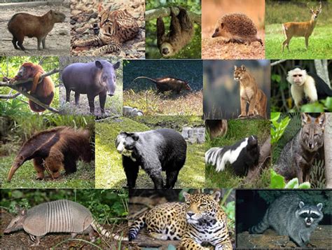 O Que Que É Mamíferos - Biologia - Mundo dos Mamíferos: Mamíferos