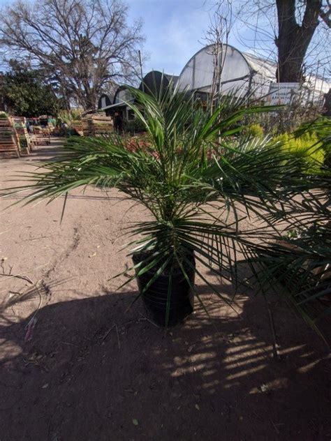 Palmera Phoenix Roebelenii Maceta Litros Plantas Morenal