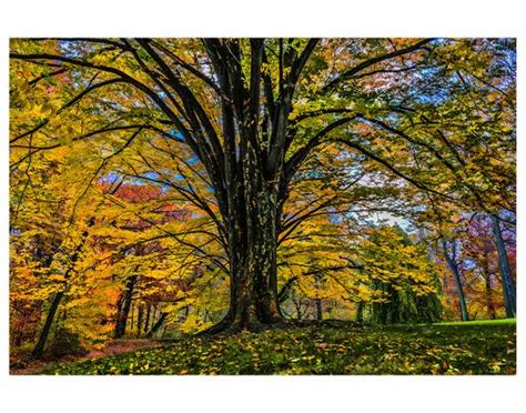 Fall New York Botanical Garden Print