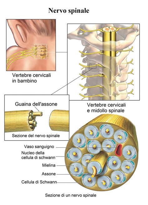 Nervi Spinali Fisioterapia Rubiera