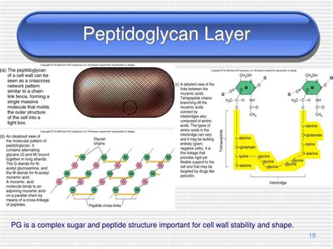 Ppt The Prokaryotes Powerpoint Presentation Free Download Id3026123